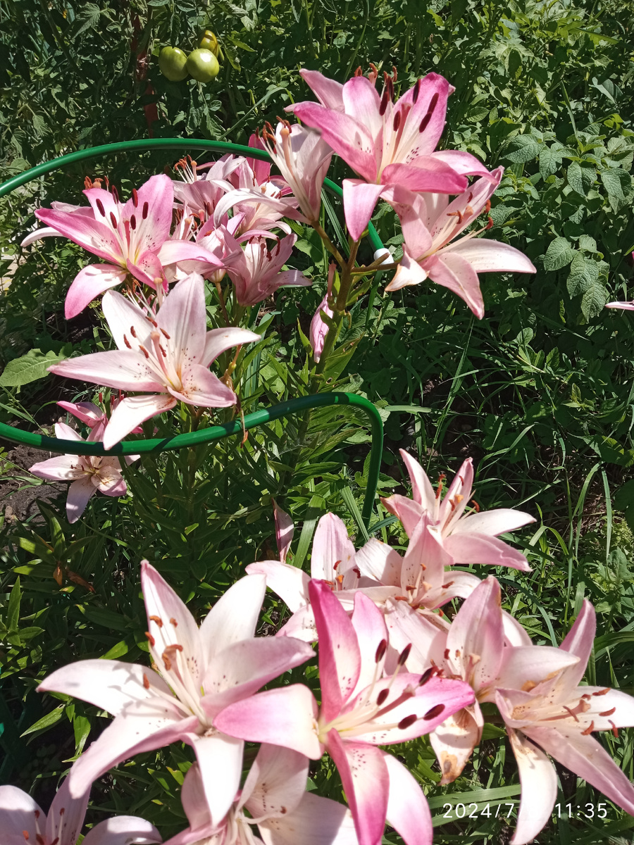 Фото автора, лилии 