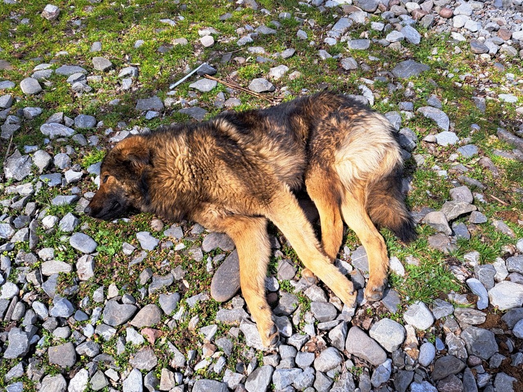 Собаке по кличке Джесс было шесть лет.  Фото: Фото: ФедералПресс / Вера Романескул
