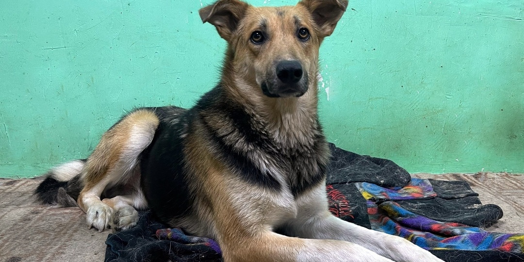 Пес по имени 200-сотый у нас в приюте превратился в Джека