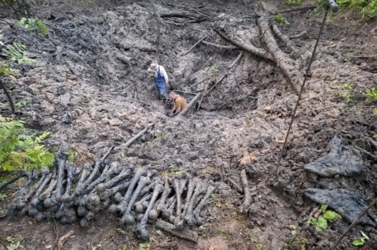    Останки 22 солдат подняли в большой воронке в Тверской области