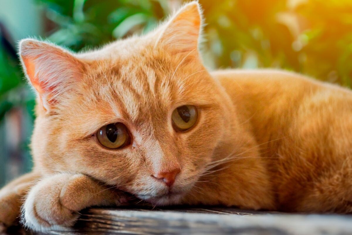 Грустный рыжий кот 