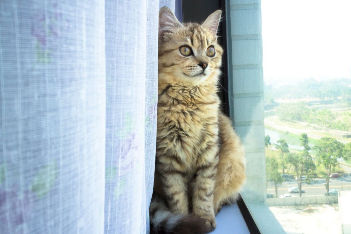 Котик смотрит в окно 