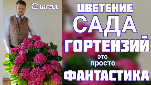 ГОРТЕНЗИИ древовидные, крупнолистные 💐 ЦВЕТЕНИЕ 🌞 обзор сада 🌞 ДЕЛЮСЬ опытом выращивания 💐 12 июля