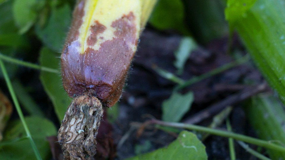 Сброс завязей и загнивание происходит по причине нехватки йода и бора. 