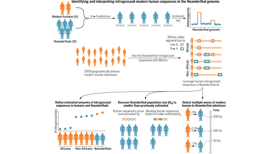   Liming Li et al. / Science, 2024