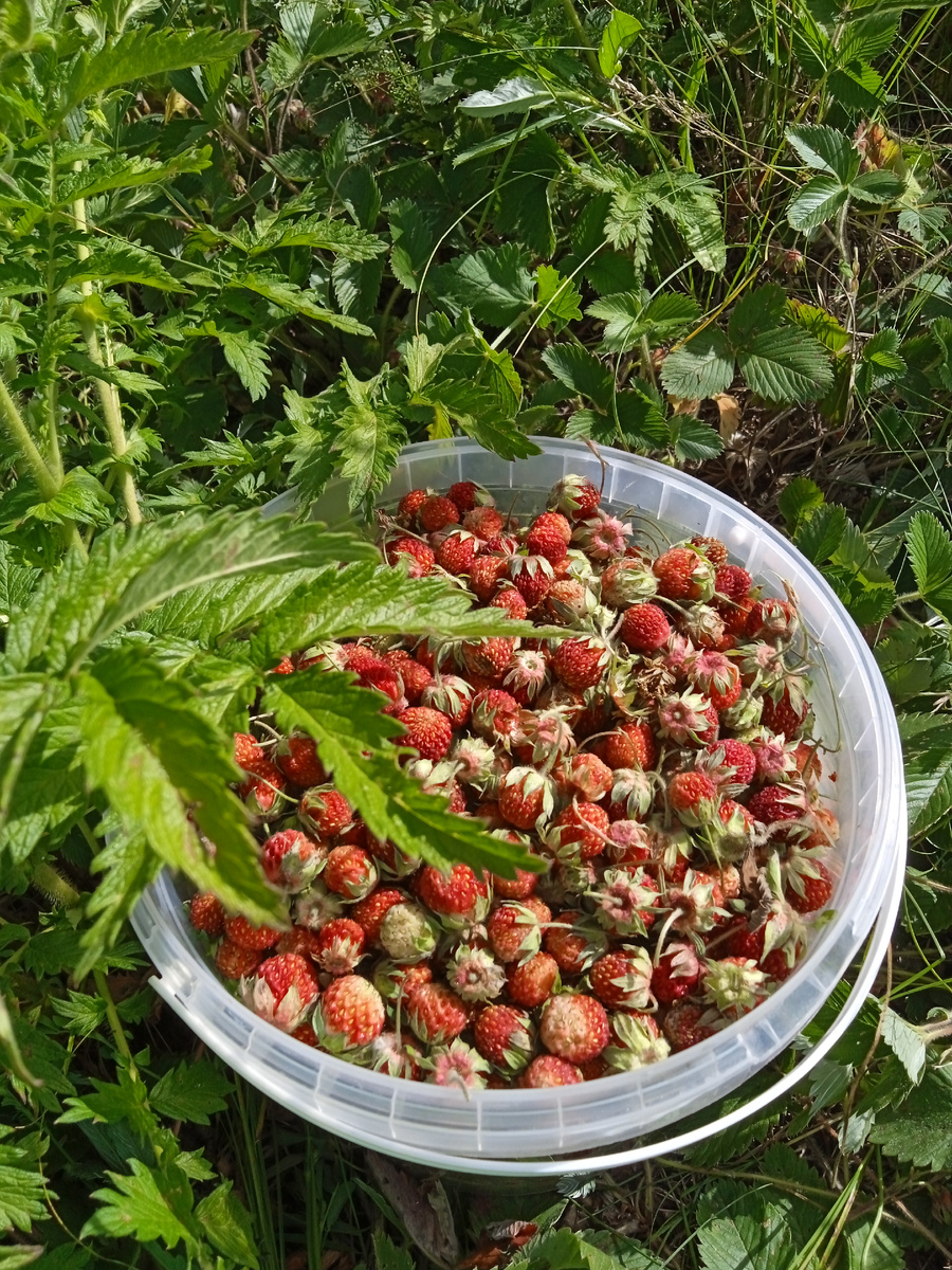 Клубникотерапия