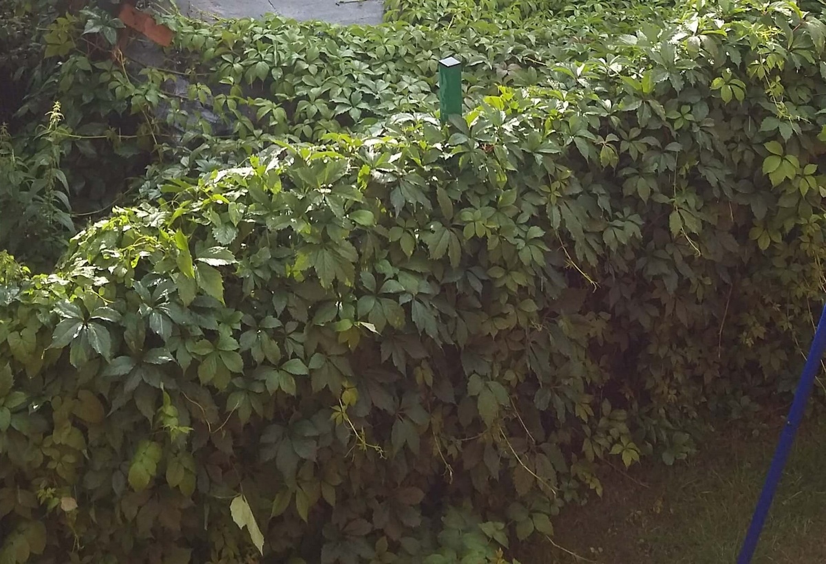 Вот такой забор, ничего не видно. В целом - хорошая идея