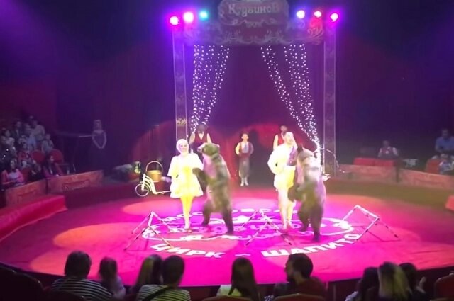    Медведи были артистами цирка. Фото: кадр из видео
