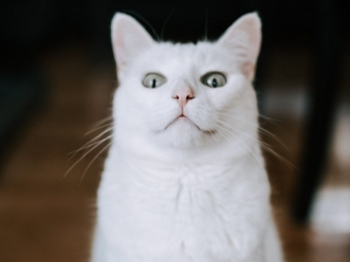 Стоит ли пугать кошку словом "нельзя", если она его не понимает?