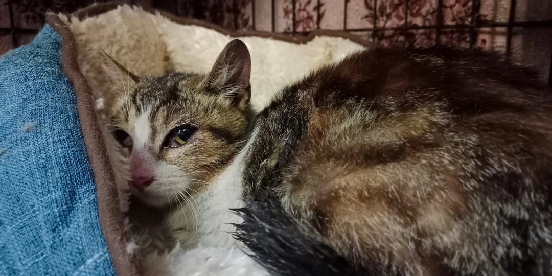 Новая жизнь уличной кошки...