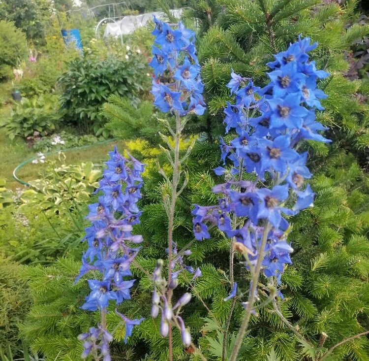 Раз в две недели подкармливаете дельфиниумы сбалансированным жидким удобрением 