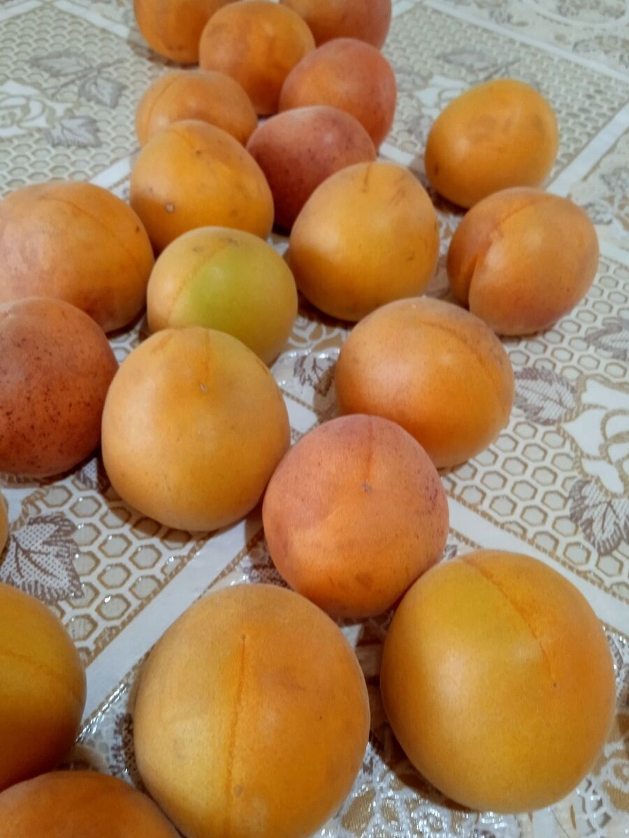 Собственное фото автора. Абрикосы домашние