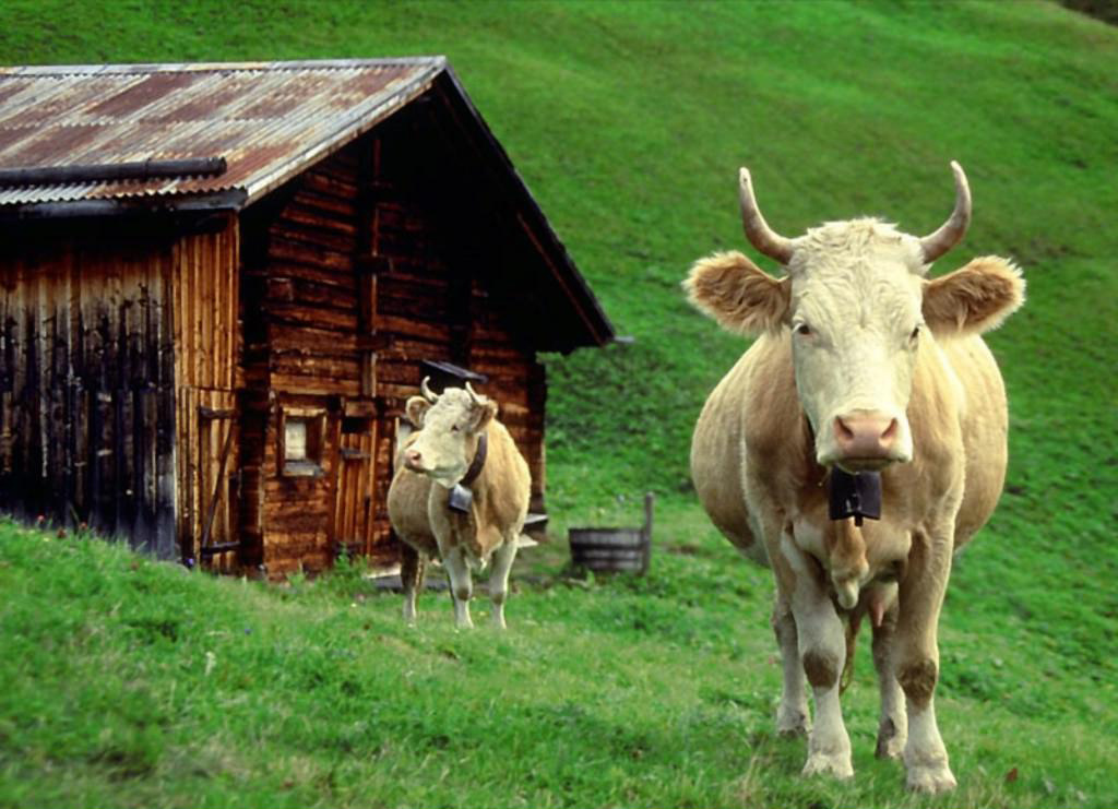 Белгородские корма