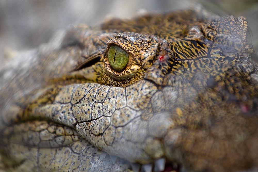    Daniel Cardenas/Anadolu Agency via Getty Images