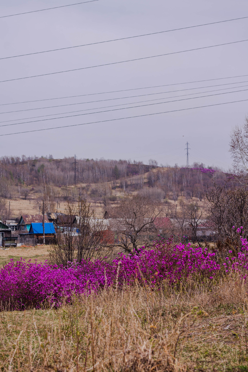 Фото автора, цветение Багульника 2023 