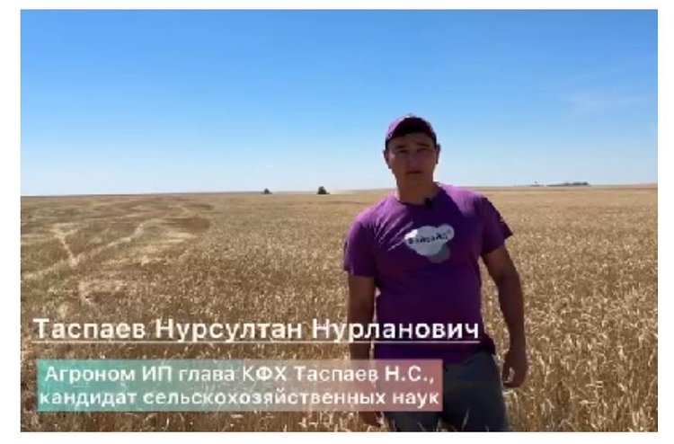   Фермер в Краснокутском районе собирает урожай озимой пшеницы саратовской селекции