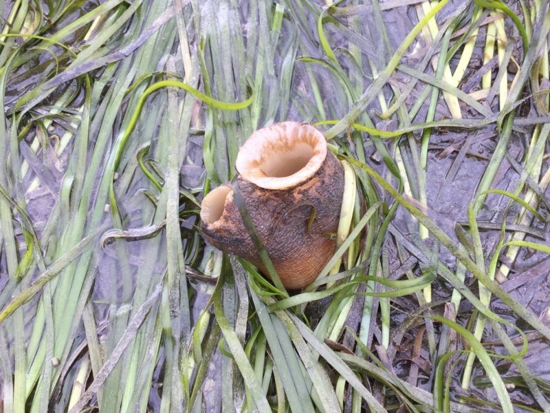 Вот так этот моллюск выглядит в отлив  - фото из открытых источников