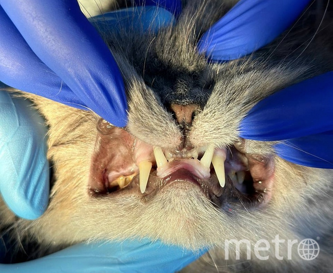    Фото: vk.com/perm.vetdrug.