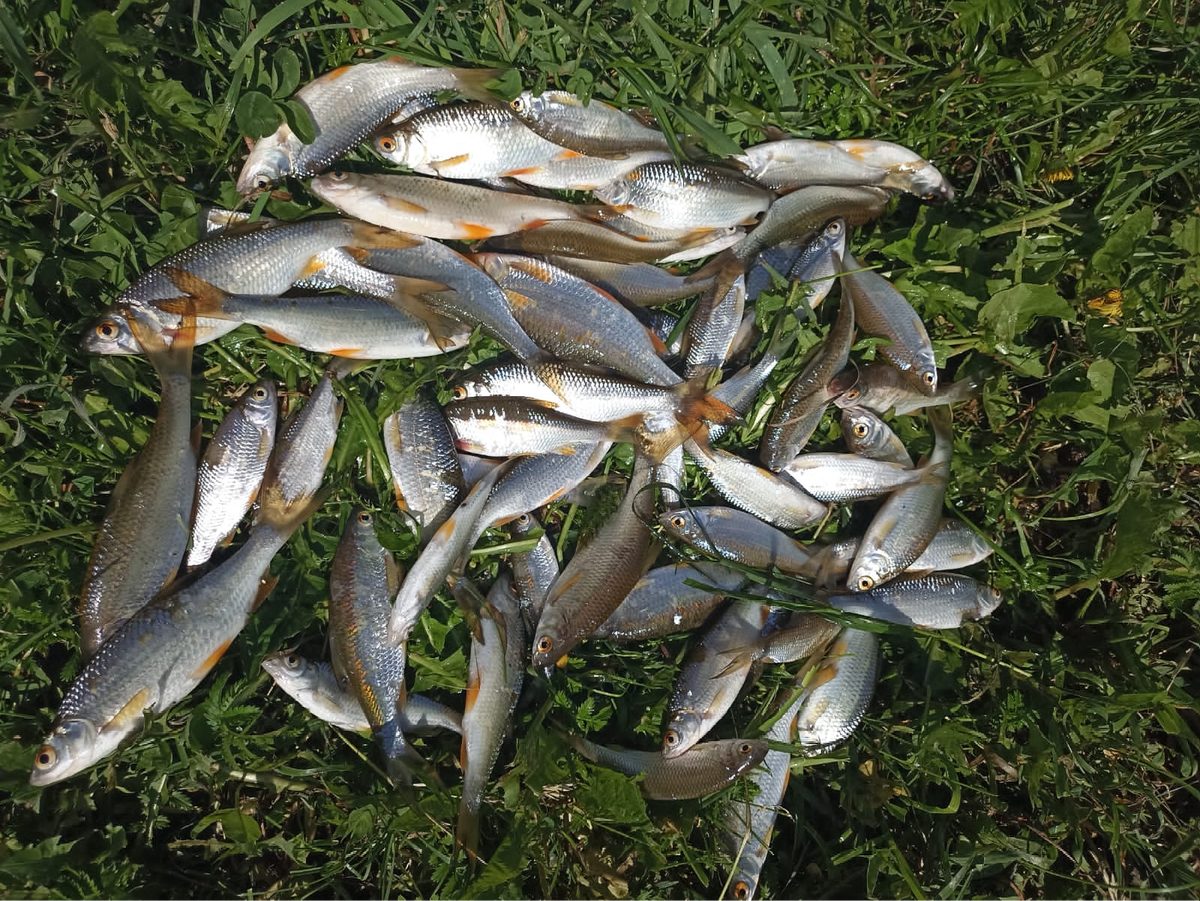 Поймал 57 платвы с 7:30-11:30