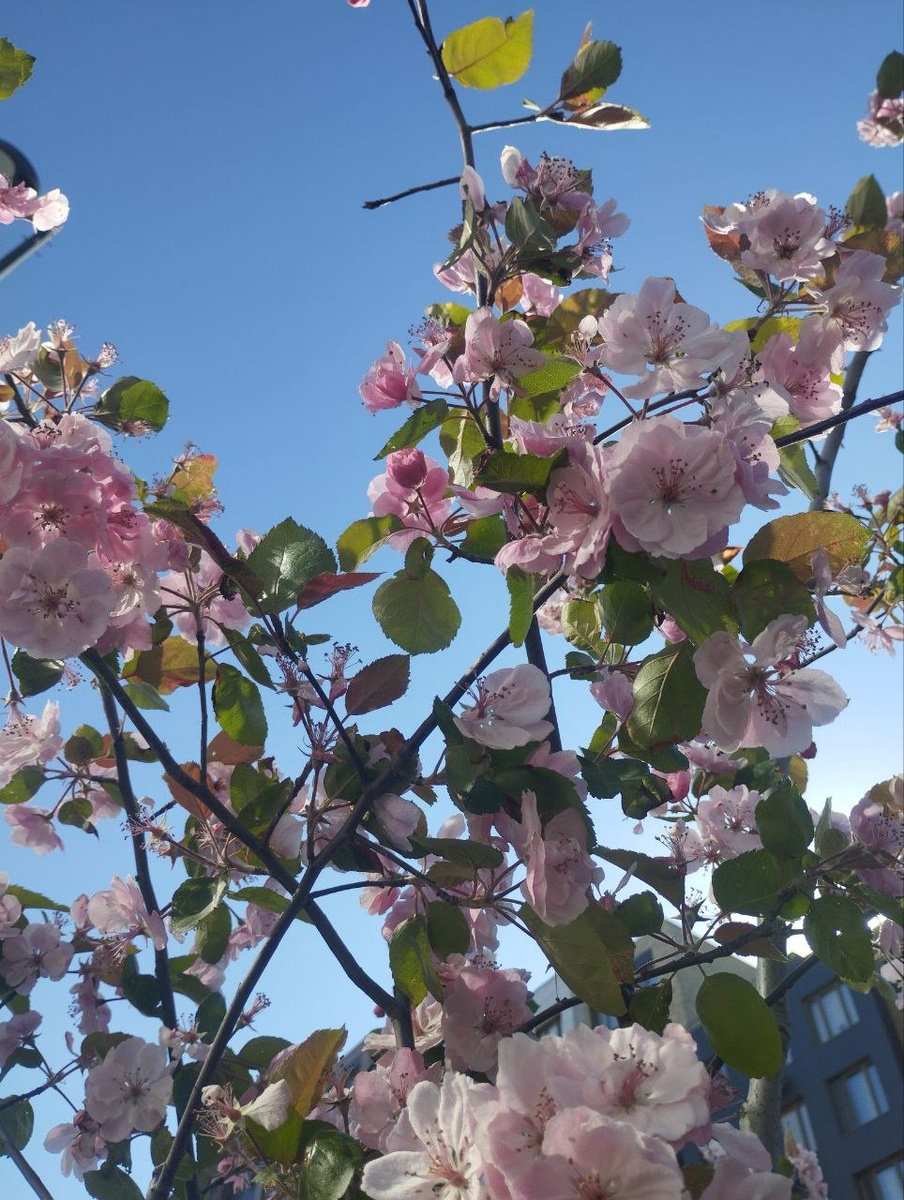 Цветение вишни в июне во дворе нашего дома. Мало, но красивенько было:)