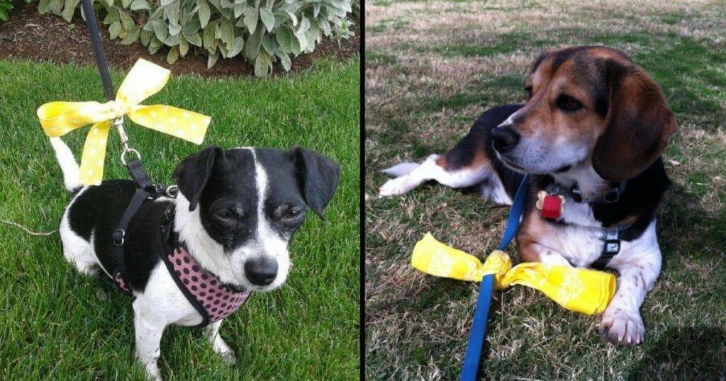 пример желтой ленты на поводке 