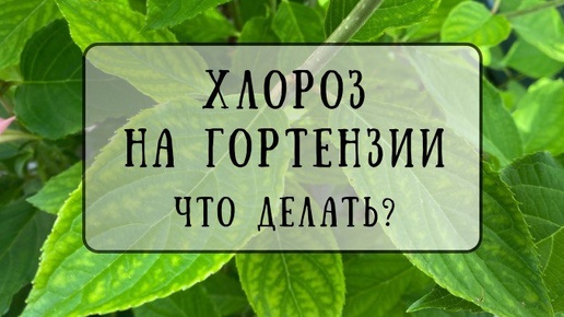 Хлороз на гортензиях и не только. Почему появляется хлороз и как с ним бороться?