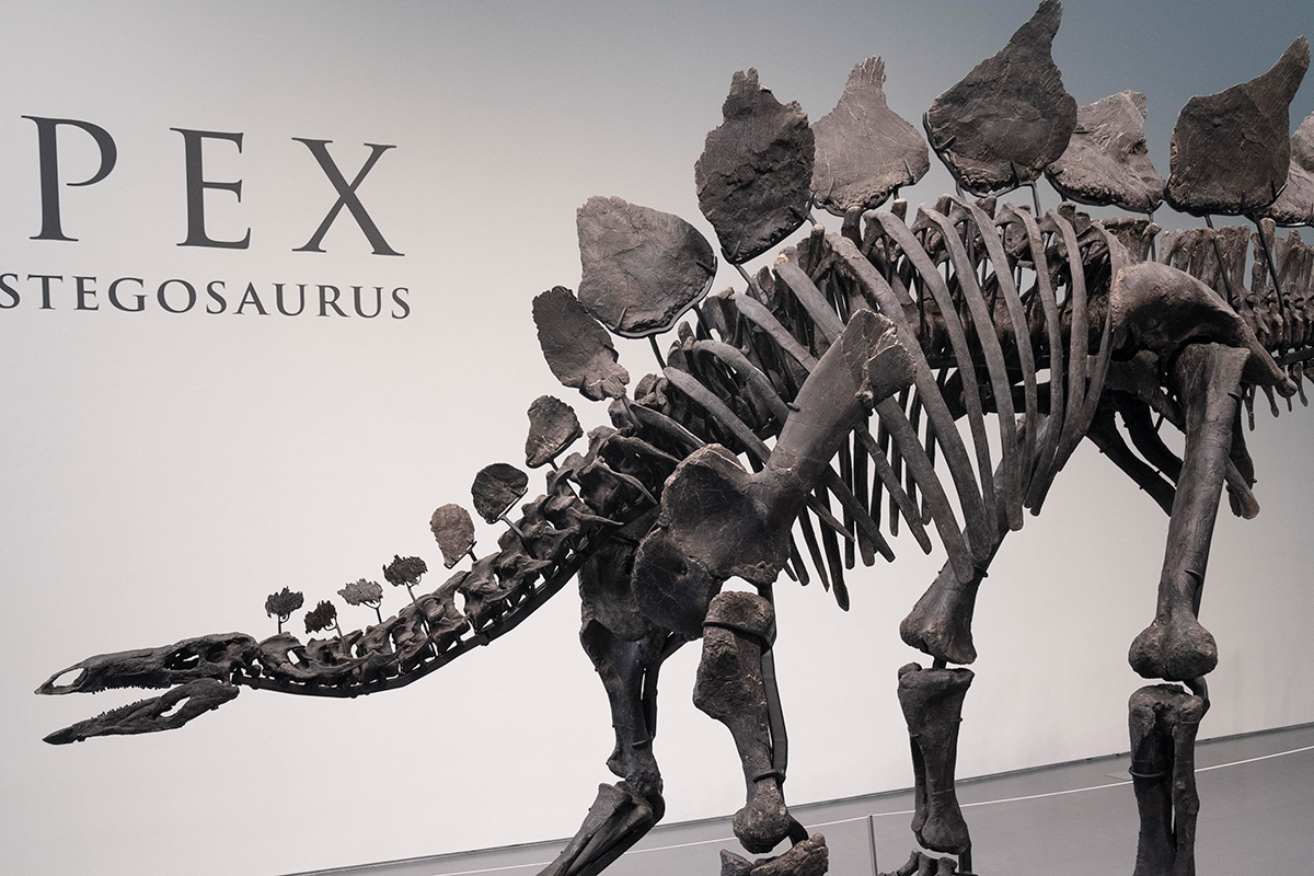 Lev Radin / Pacific Press via ZUMA Press Wire / ТАСС📷Стегозавр по имени Апекс на аукционе дома Sotheby's в Нью-Йорке