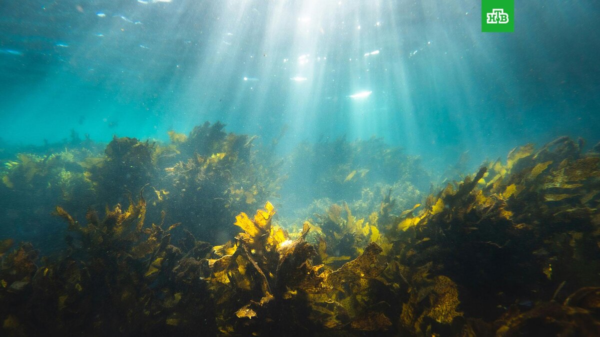    Фото: Silas Baisch / unsplash.com