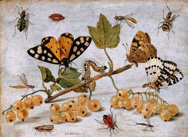 Ян ван Кессель Старший, «Насекомые и фрукты», 1636-1679