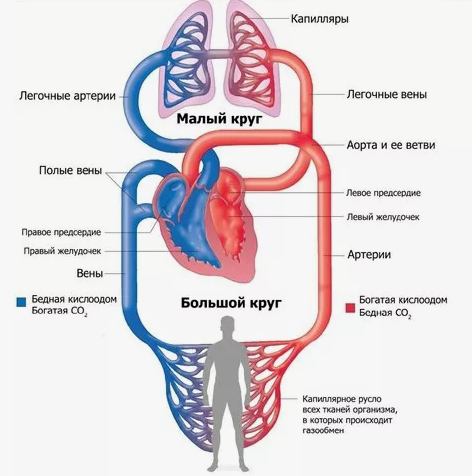 Строение сердечно-сосудистой системы
