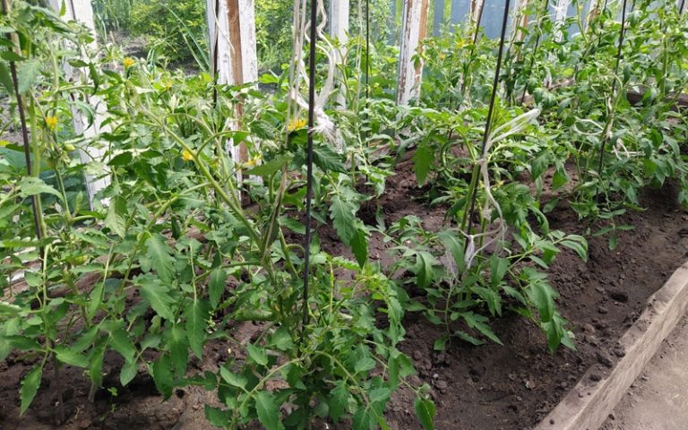 Когда томаты начинают завязывать плоды лучше ограничить или совсем убрать азотные подкормки и перейти к калийно-фосфорным удобрениям.
