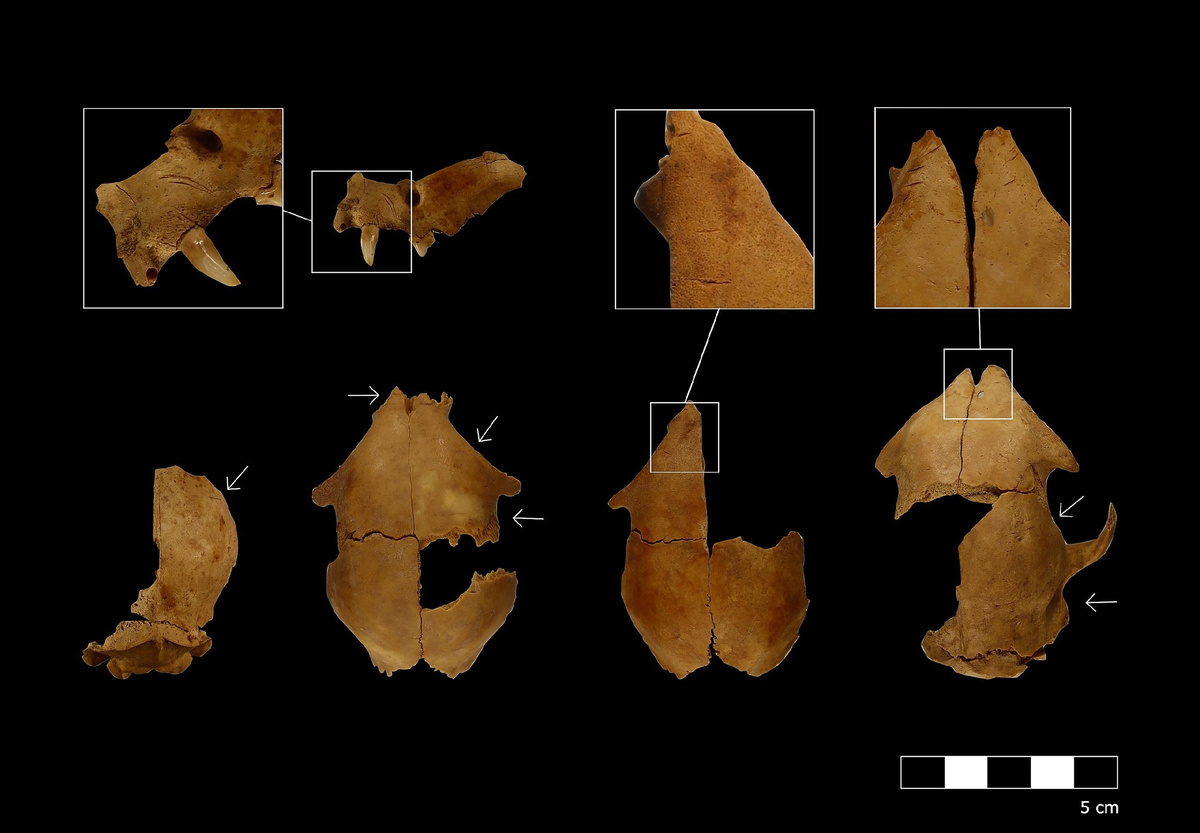 Череп кошки со следами порезов.