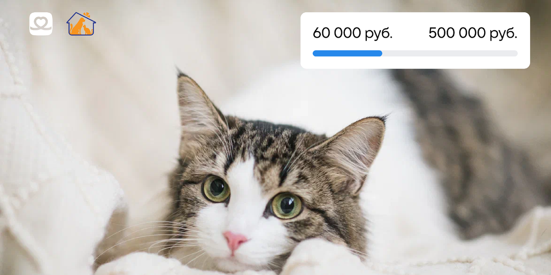 Последний шанс оставить добрый лайк и помочь бездомным животным