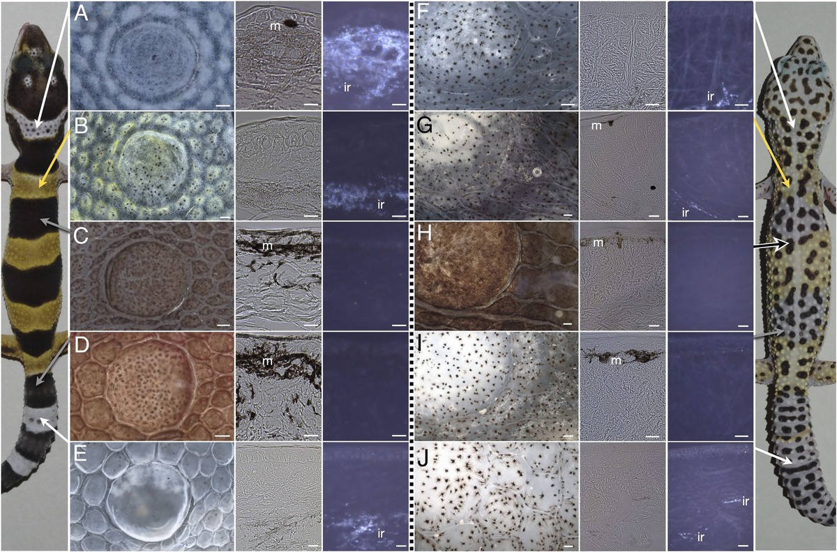    Распределение хроматофоров в коже пятнистого леопардового эублефара: A-E — детеныши, F–J — взрослые особи / © Proceedings of the National Academy of Sciences (2024), Asier Ullate-Agote, Athanasia C. Tzika
