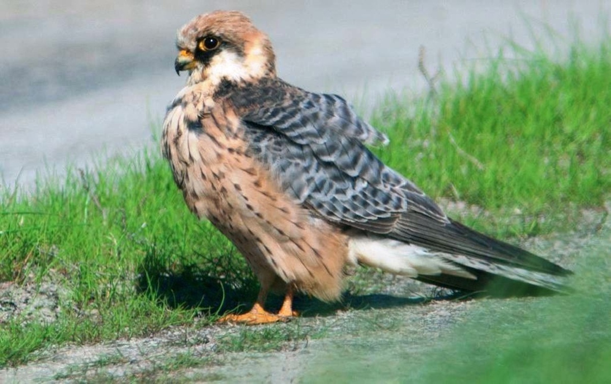    В Курской области создан памятник природы «Сидоров лес и урочище Грайворонка»