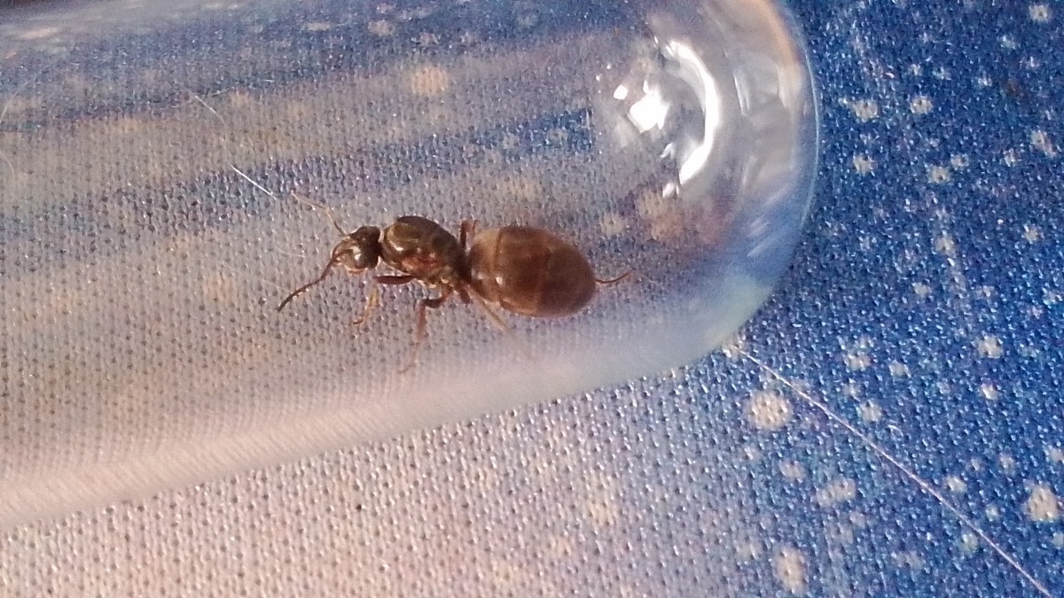 Рабочие имеют длину около 3—4,5 мм, самцы — 4—5,5 мм, а матки — 7,5—11 мм. Основная окраска варьирует от коричневой до чёрной. Тело покрыто многочисленными короткими волосками. 