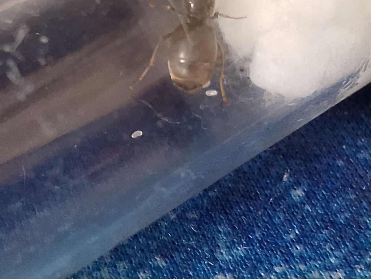 Как видно их всего 3, и думаю из этих первых яиц появятся первые рабочие, первого поколения 