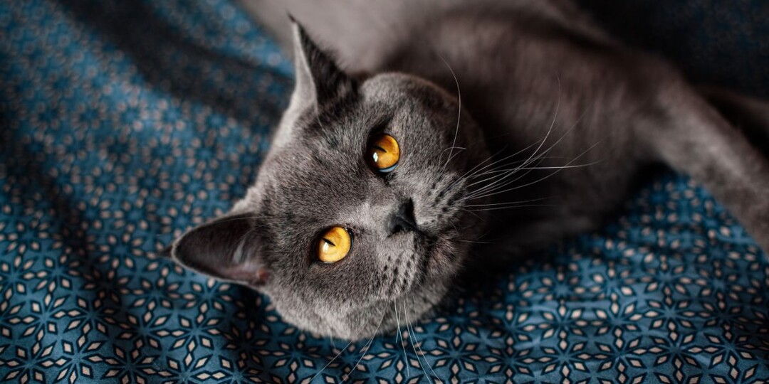 Без шума и беготни: Топ-3 самых спокойных пород кошек