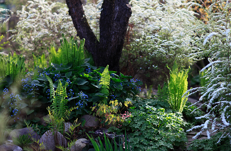 Тенистый цветник в лесной тематике