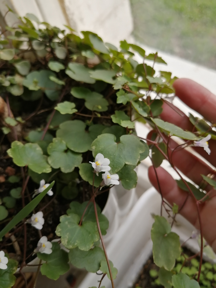 В моих комнатных растениях цимбалярия точно зимует! А как в открытом грунте, я не знала 