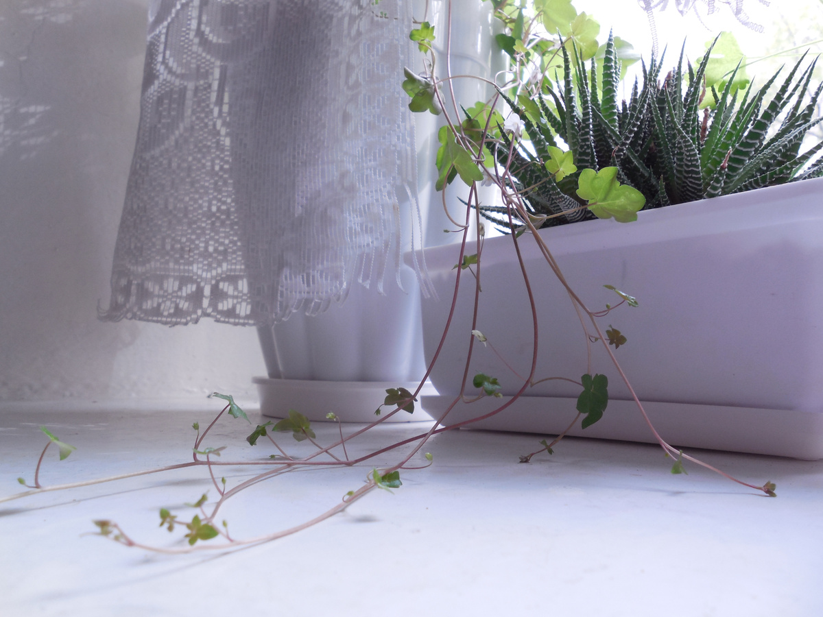 Длина побегов у цимбалярии постенной позволяет ей быстро занимать свободное место!