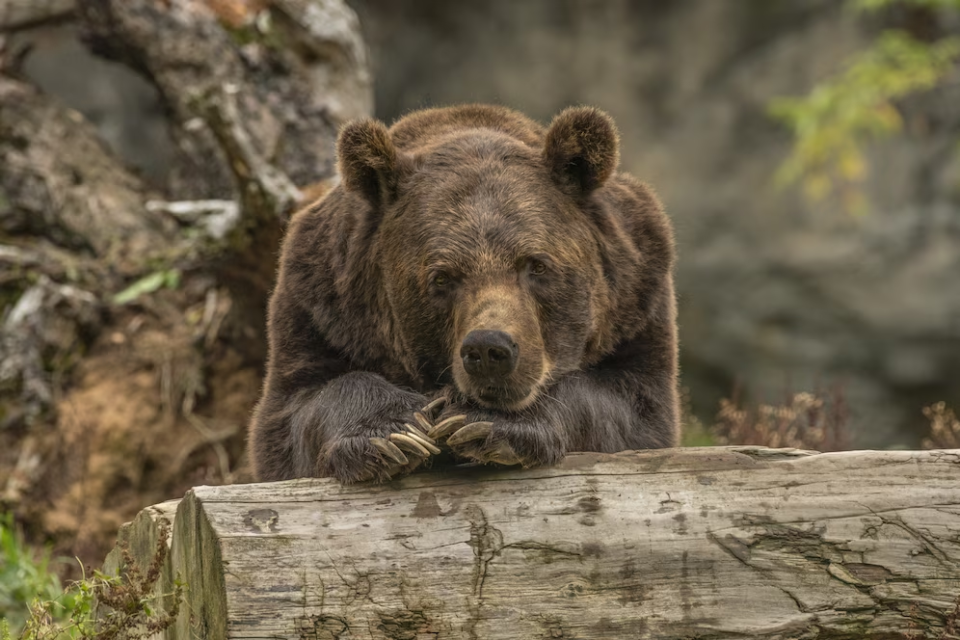    Медведь. Источник: Freepik