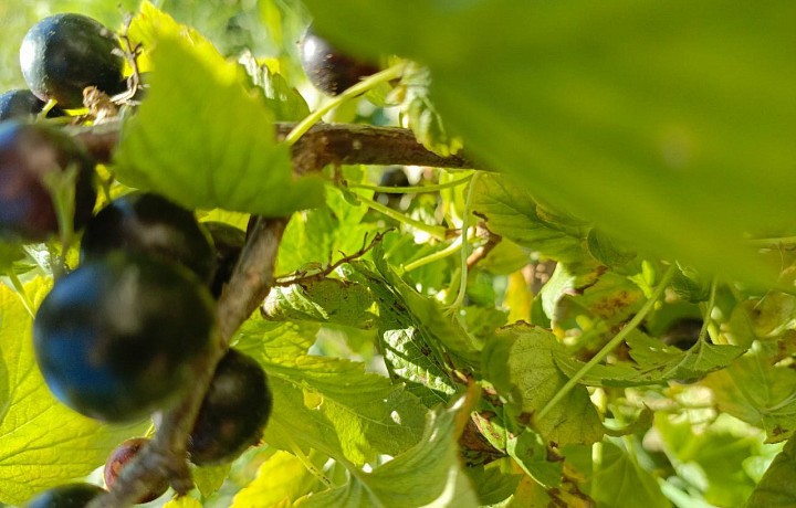 Фото: Тульская служба новостей