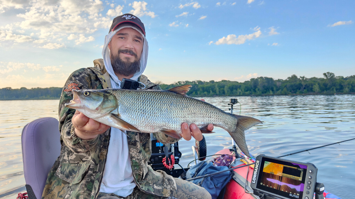Жерех пойман летом на блесну