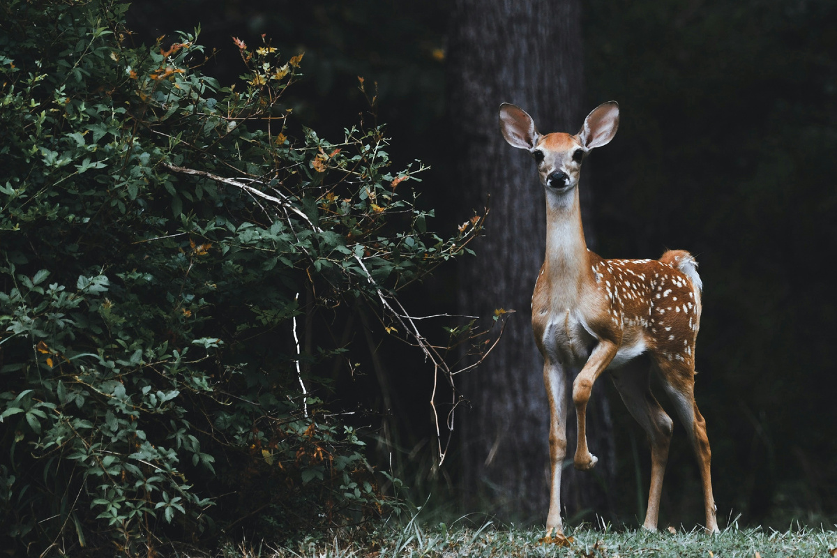 Картинка с бесплатного фотостока https://unsplash.com, автор Scott Carroll