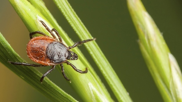 Заразным является 21 % клещей