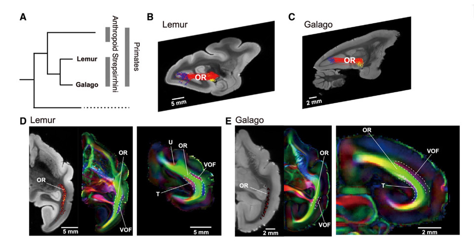   Hiromasa Takemura et al. / Current Biology, 2024