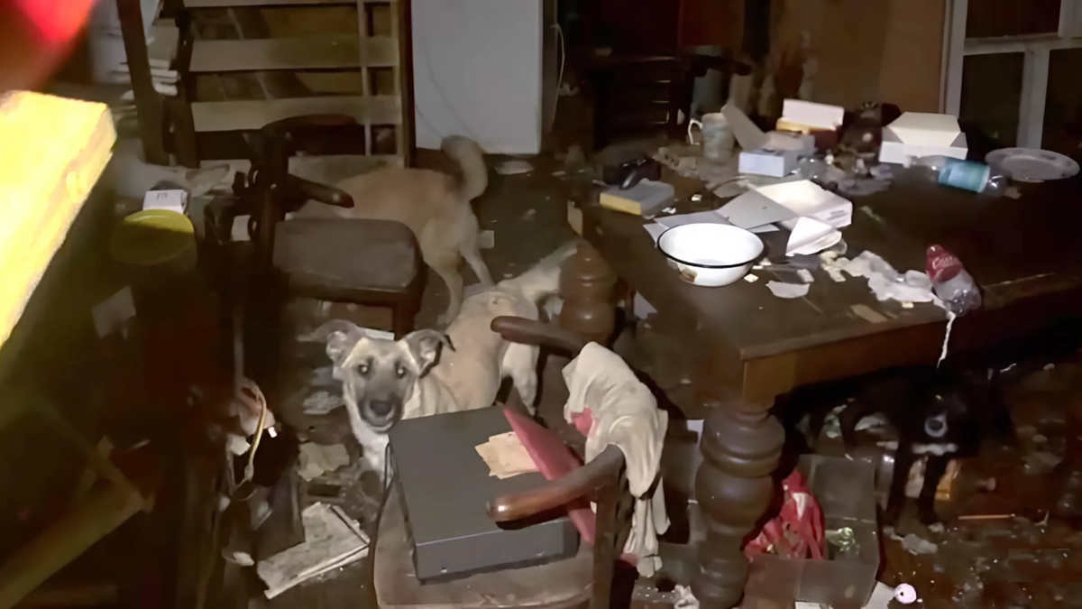 Местные окрестили этот дом концлагерем для животных. Фото: «Зоопатруль-НН»