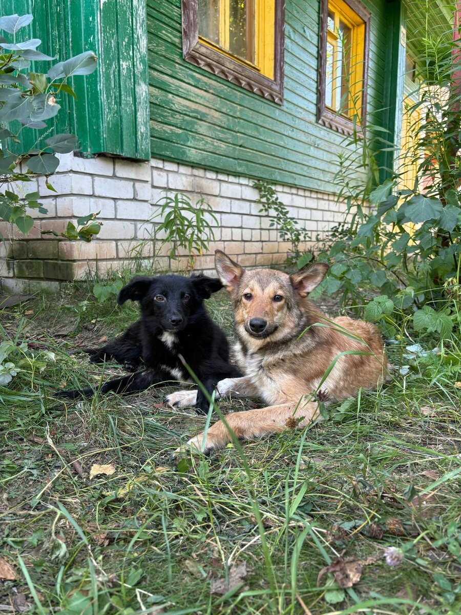 Двум псам ищут новый дом. Фото: «Зоопатруль-НН»