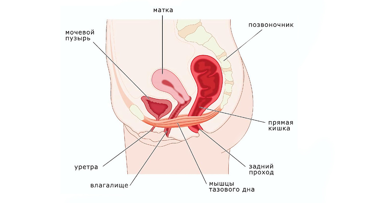 Упражнения кегеля для женщин в домашних условиях